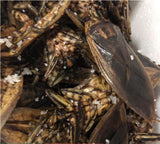 แมงดานาตัวผู้และตัวเมีย สินค้าตามฤดูกาลจากธรรมชาติ 100 % 1 แพ็ค/10ตัว