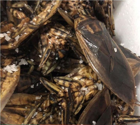 แมงดานาตัวผู้และตัวเมีย สินค้าตามฤดูกาลจากธรรมชาติ 100 % 1 แพ็ค/10ตัว